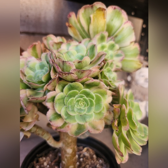 Aeonium Florecens Variegated | Tree Bonsi Cluster 6" Pot - Picture 5 of 13